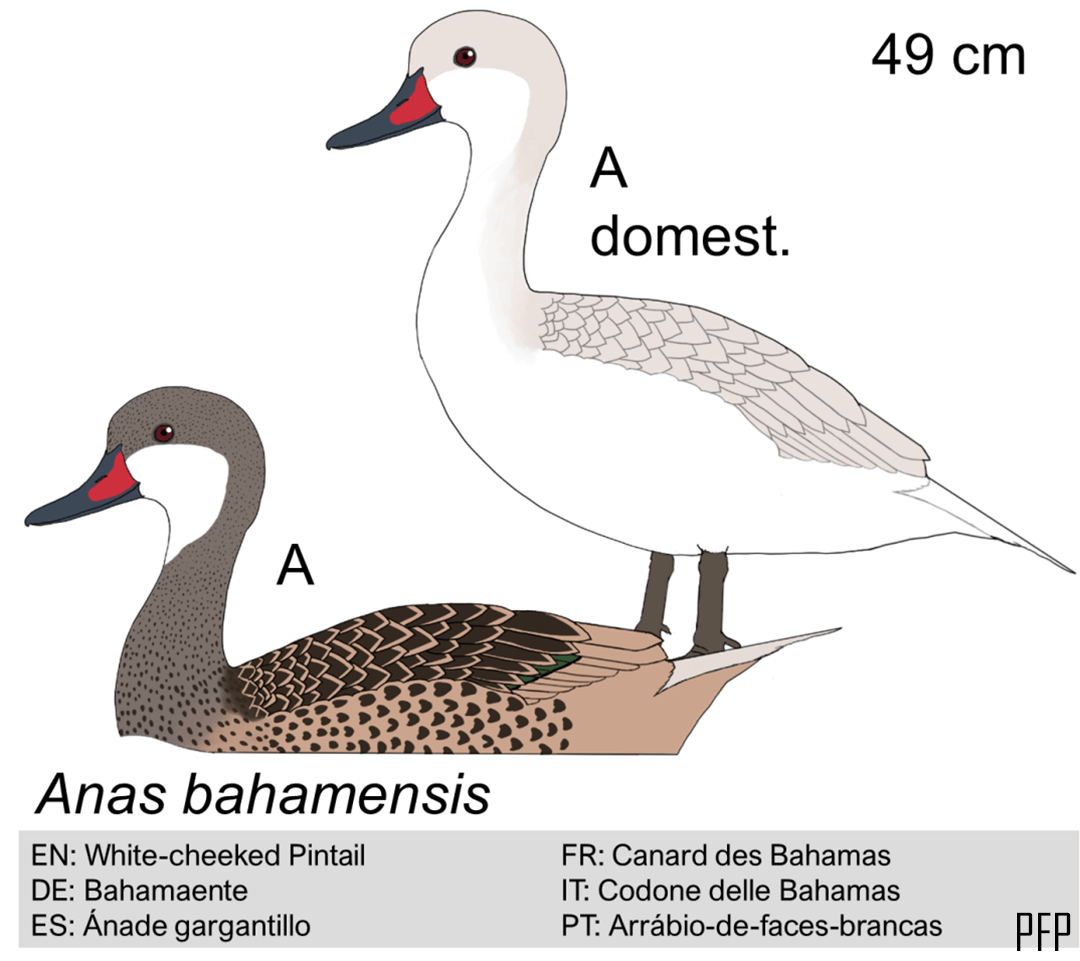 Anas bahamensis