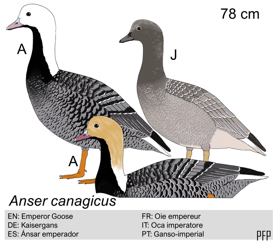 Anser canagicus