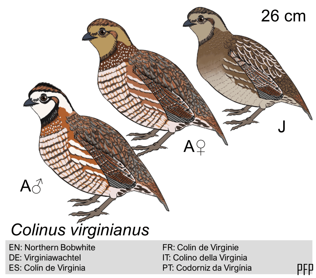 Colinus virginianus