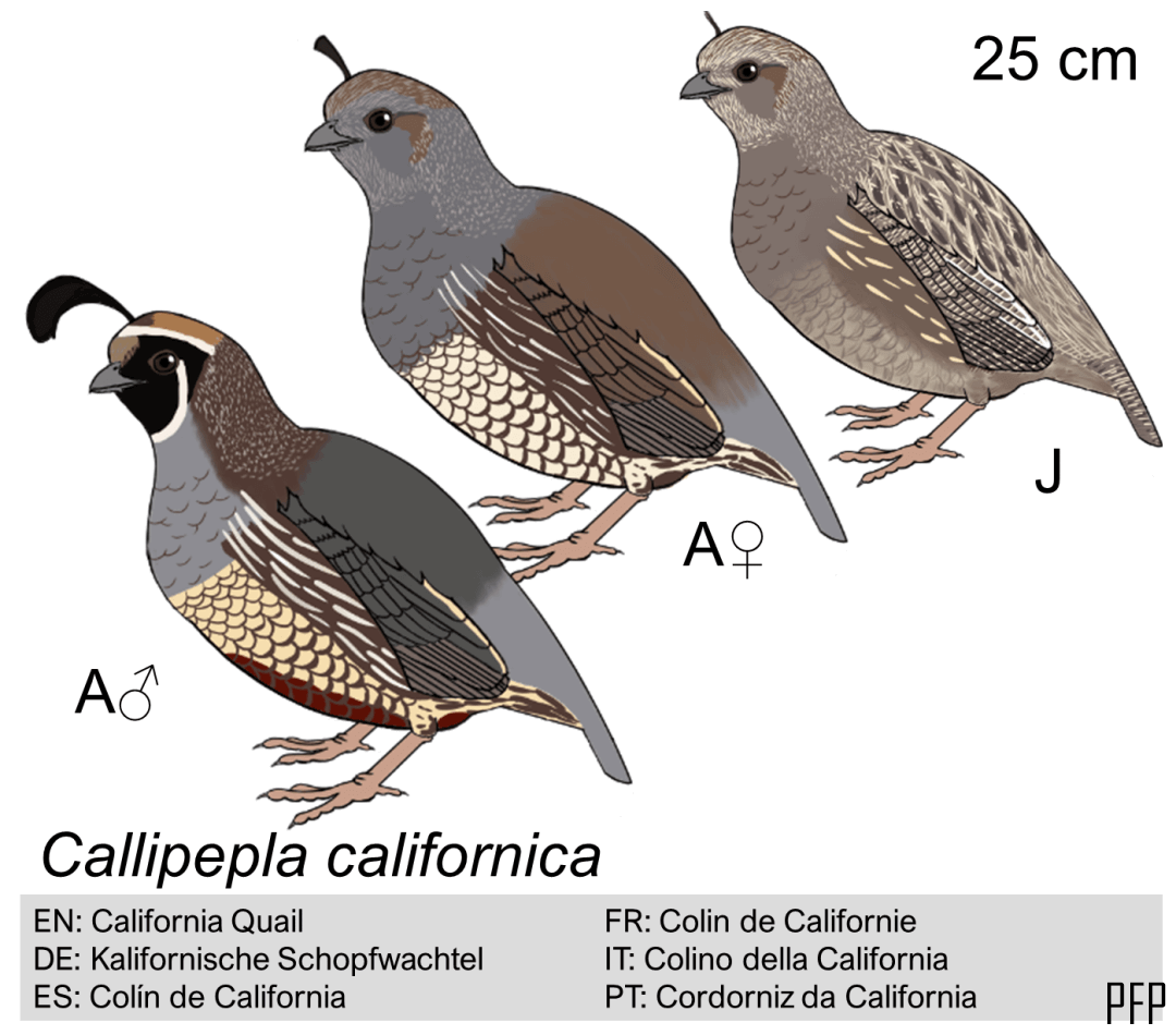Callipepla californica