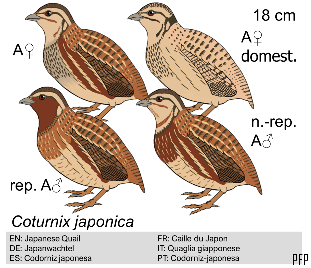 Coturnix japonica
