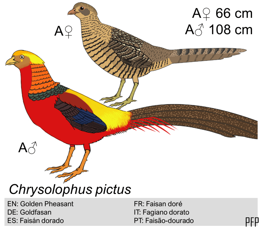 Chrysolophus pictus