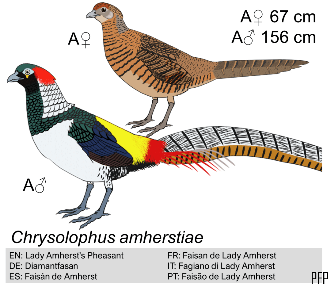 Chrysolophus amherstiae