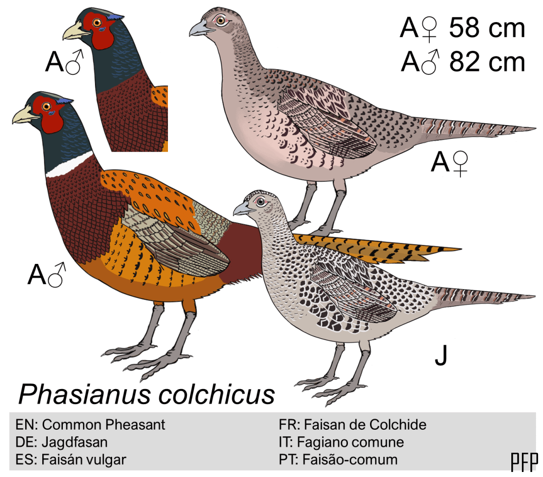 Phasianus colchicus