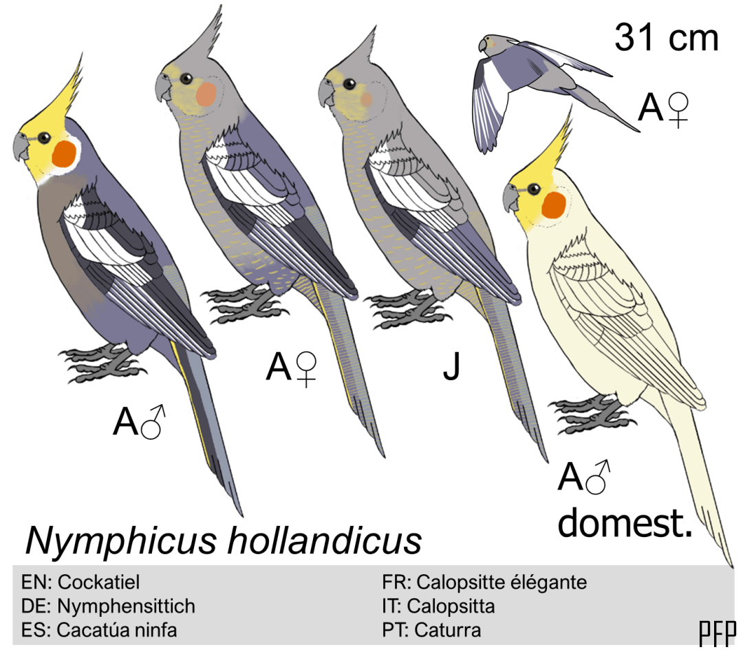 Nymphicus hollandicus