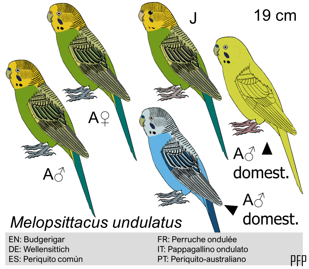 Melopsittacus undulatus