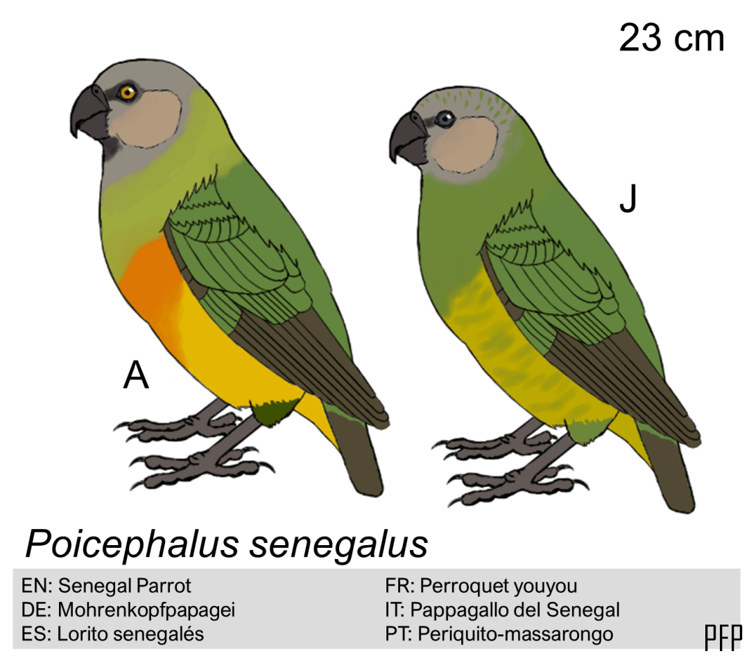 Poicephalus senegalus