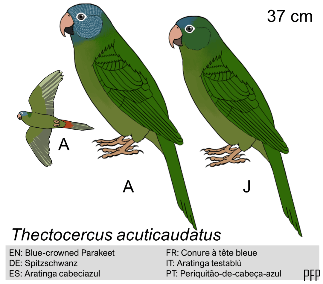 Thectocercus acuticaudatus