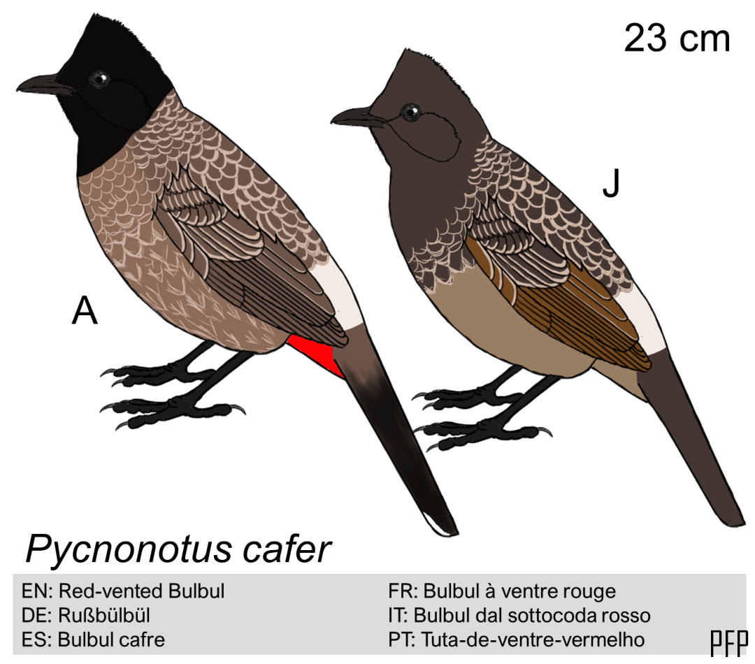 Pycnonotus cafer
