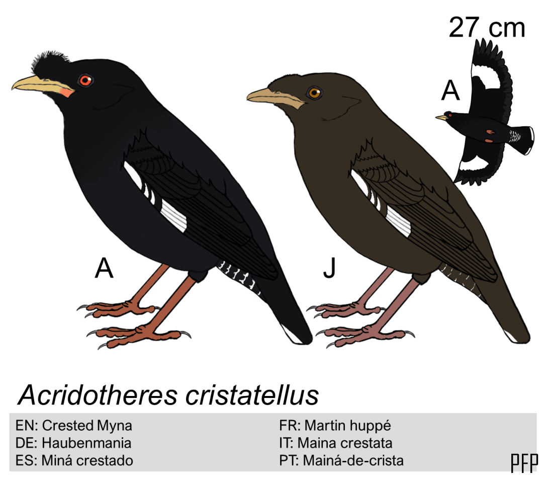 Acridotheres cristatellus