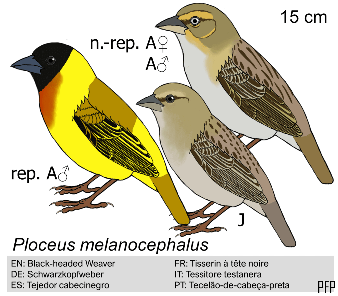 Ploceus melanocephalus