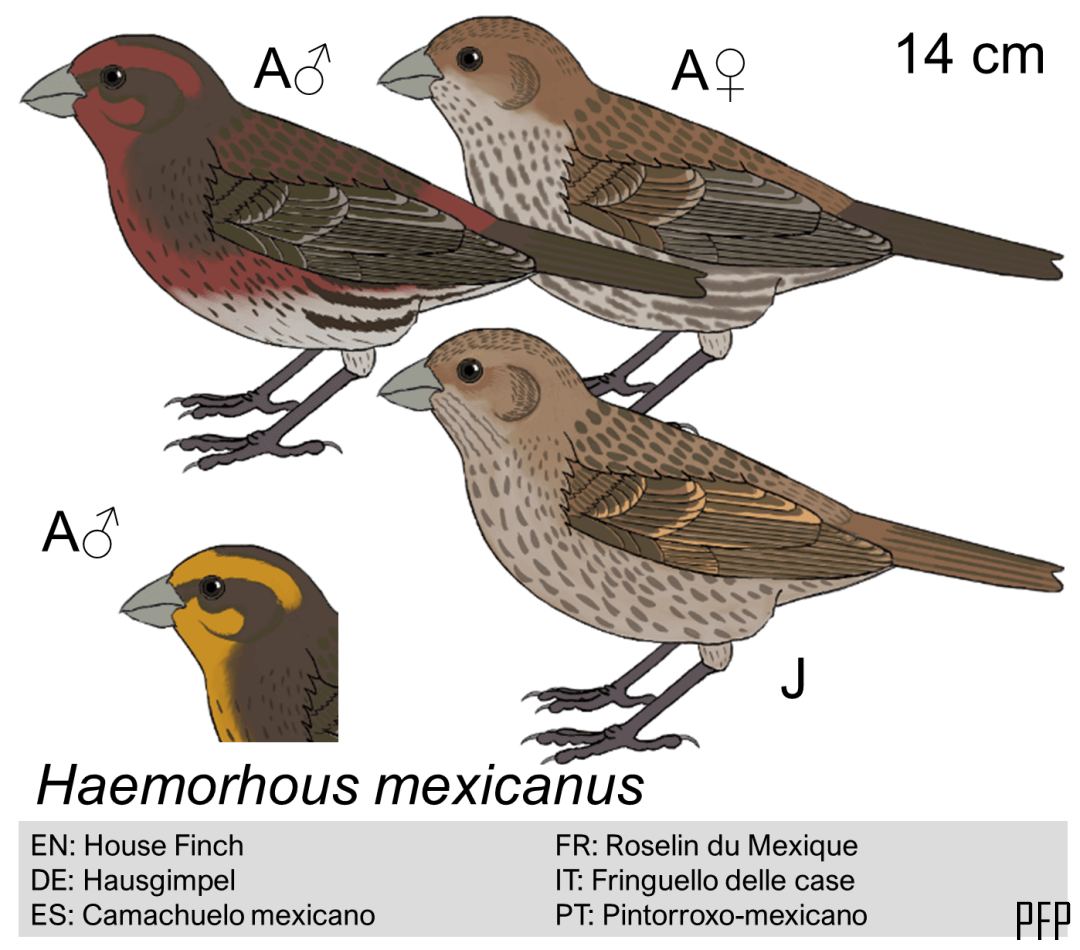 Haemorhous mexicanus