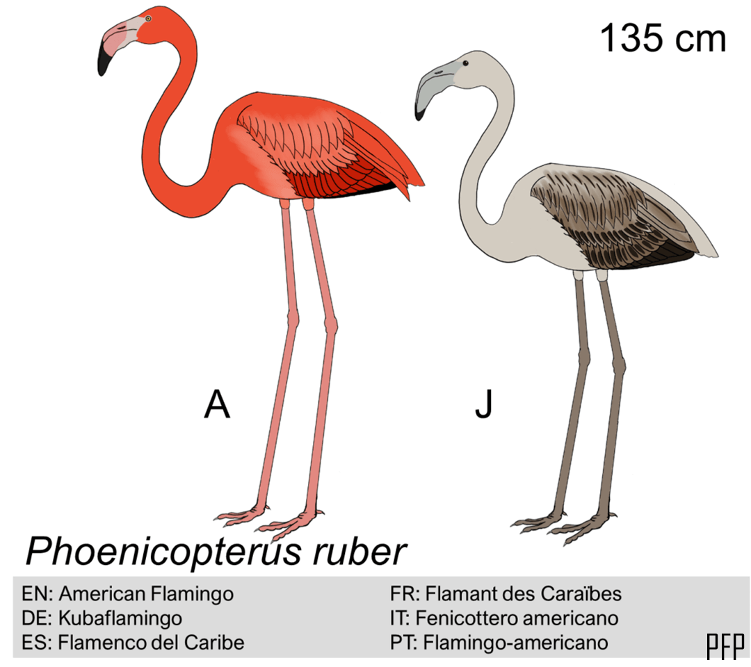 Phoenicopterus ruber