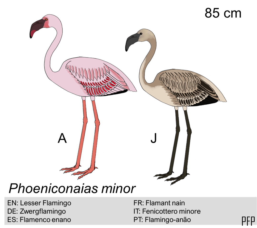 Phoeniconaias minor