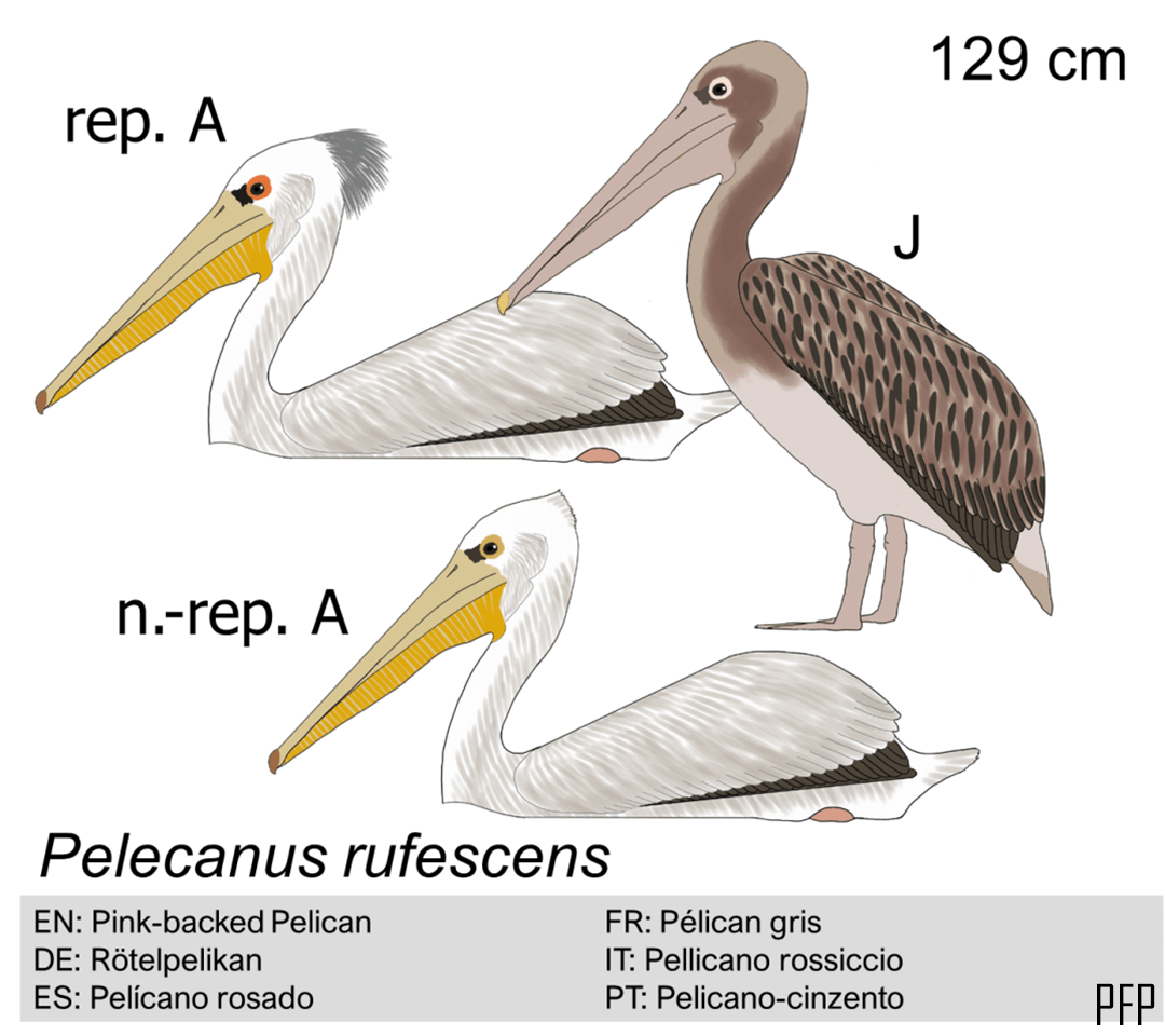 Pelecanus rufescens