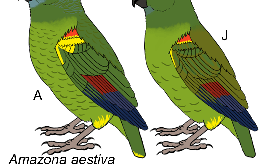 Amazona aestiva