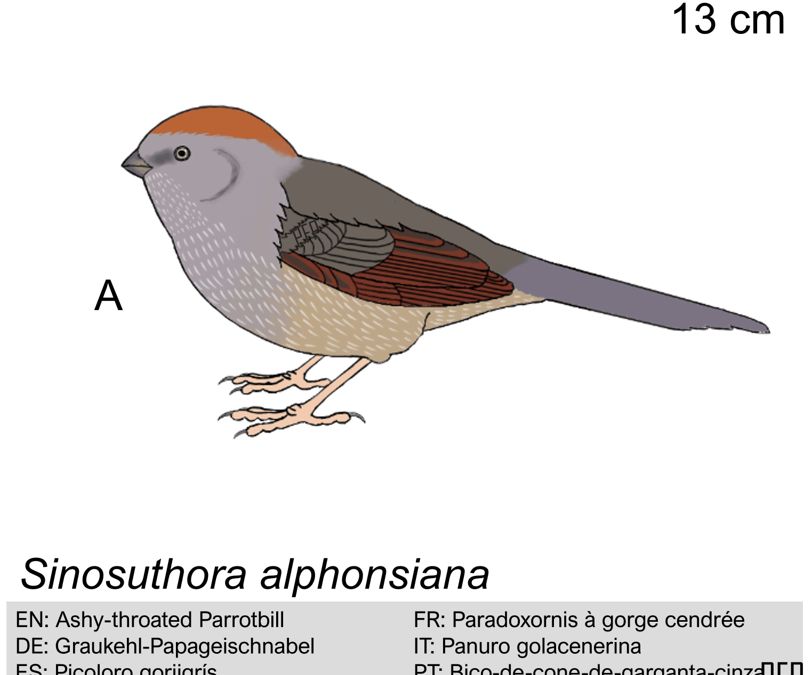 Sinosuthora alphonsiana