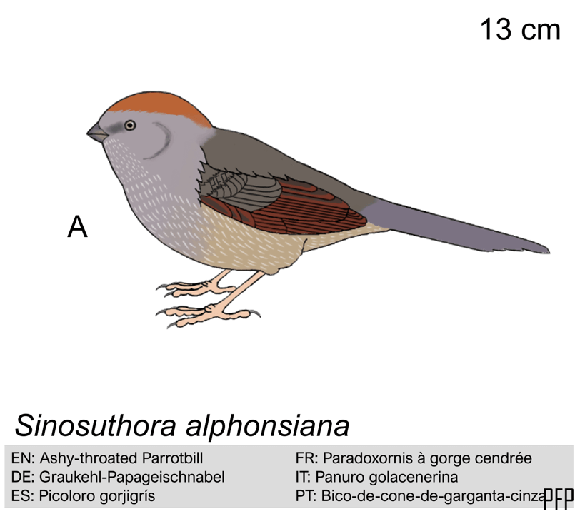 Sinosuthora alphonsiana